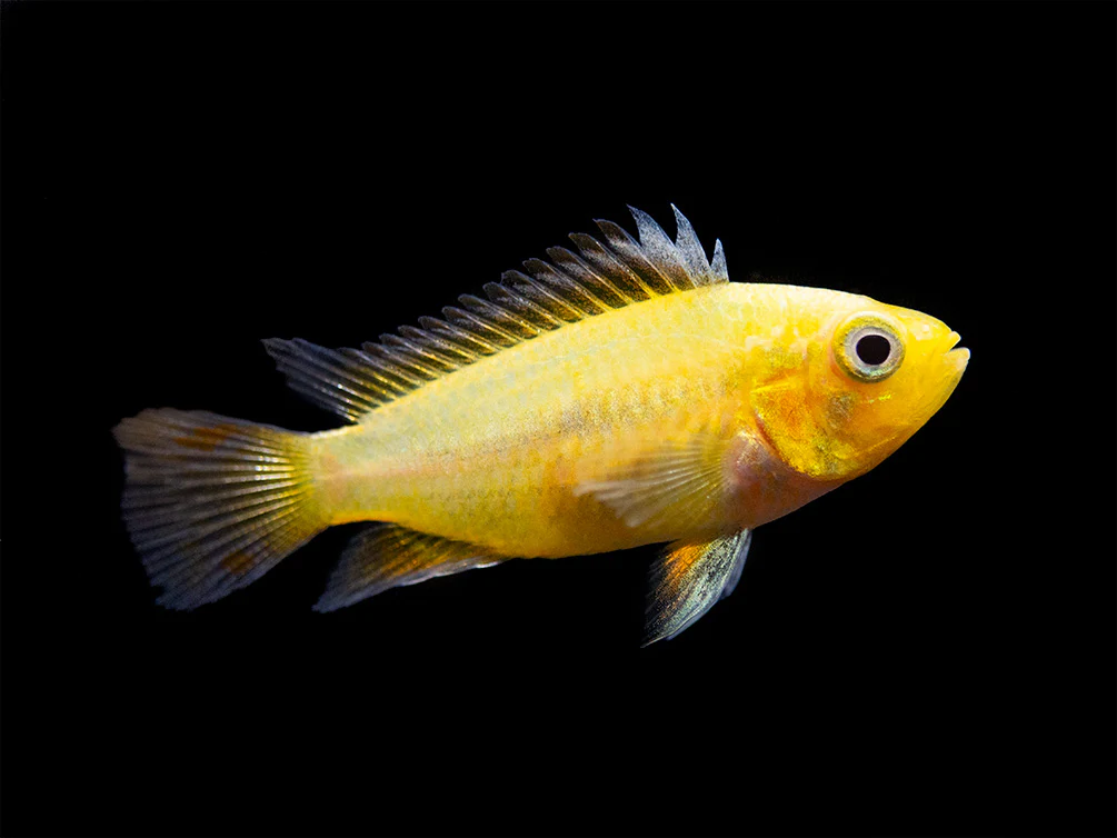 Platinum Double Red Cockatoo Dwarf Cichlid (Apistogramma cacatuoides) - TANK-BRED!!! - Nestor' Aquariums & Pets