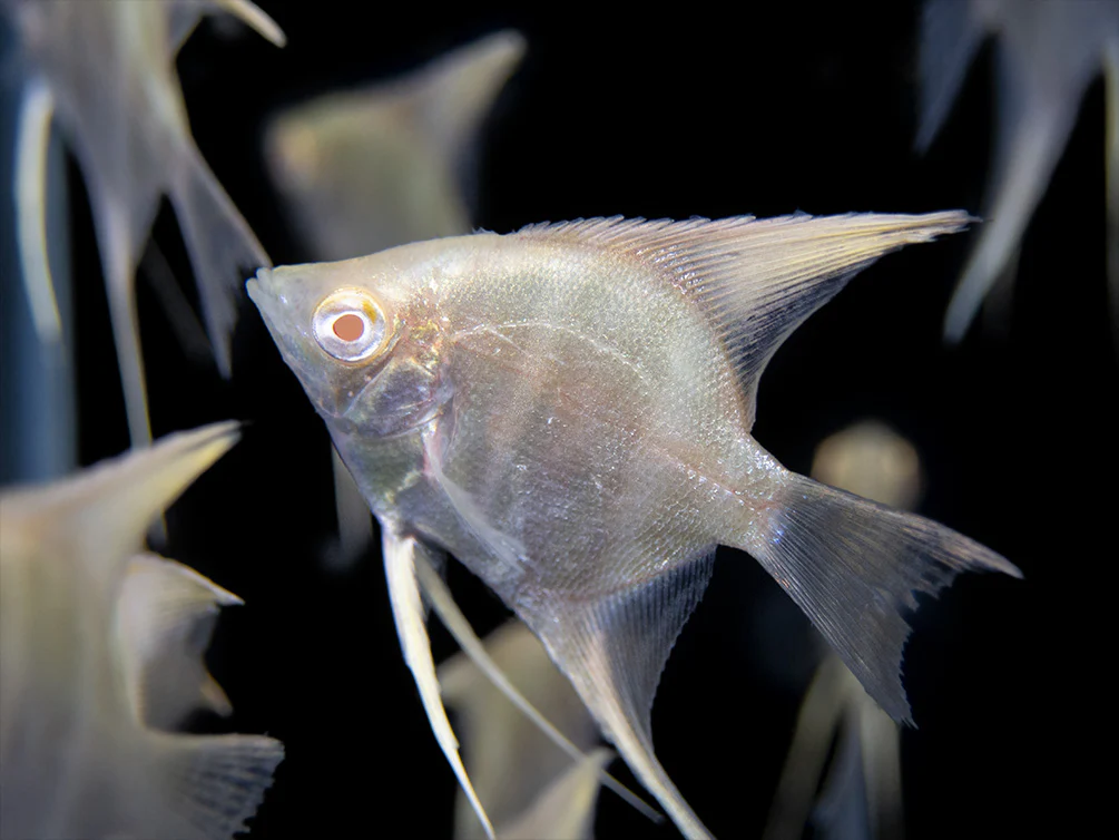 Albino Peruvian Altum Angelfish (Pterophyllum scalare 