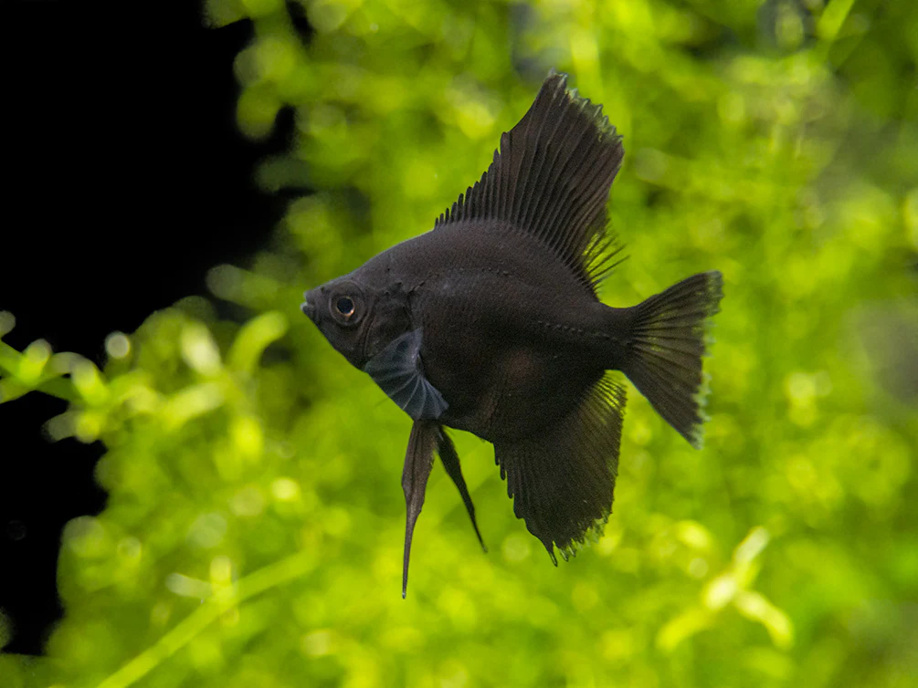 Black Angelfish (Pterophyllum scalare), Tank-Bred - Nestor' Aquariums & Pets