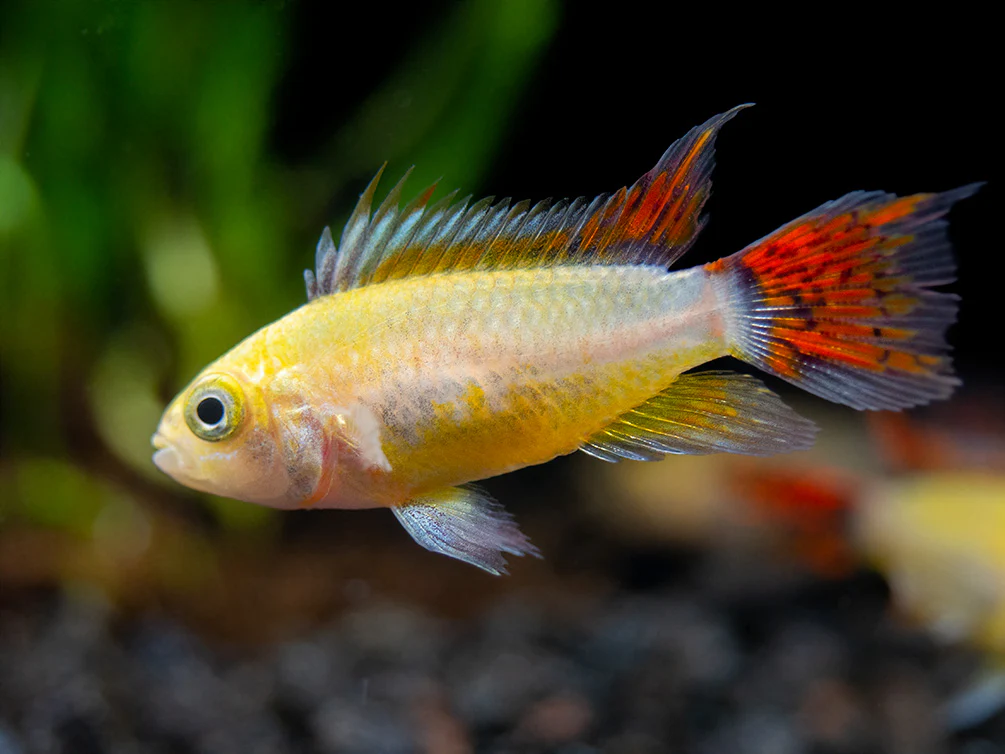 Platinum Double Red Cockatoo Dwarf Cichlid (Apistogramma cacatuoides) - TANK-BRED!!! - Nestor' Aquariums & Pets