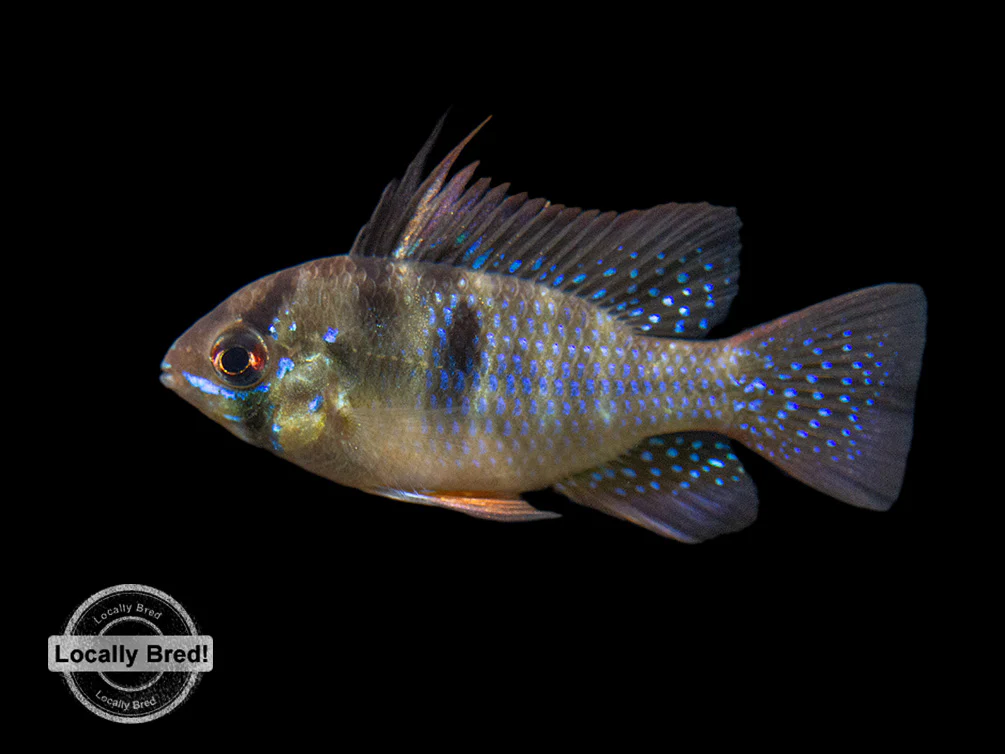 German Blue Ram Dwarf Cichlid (Mikrogeophagus ramirezi) - LOCALLY BRED!!! - Nestor' Aquariums & Pets