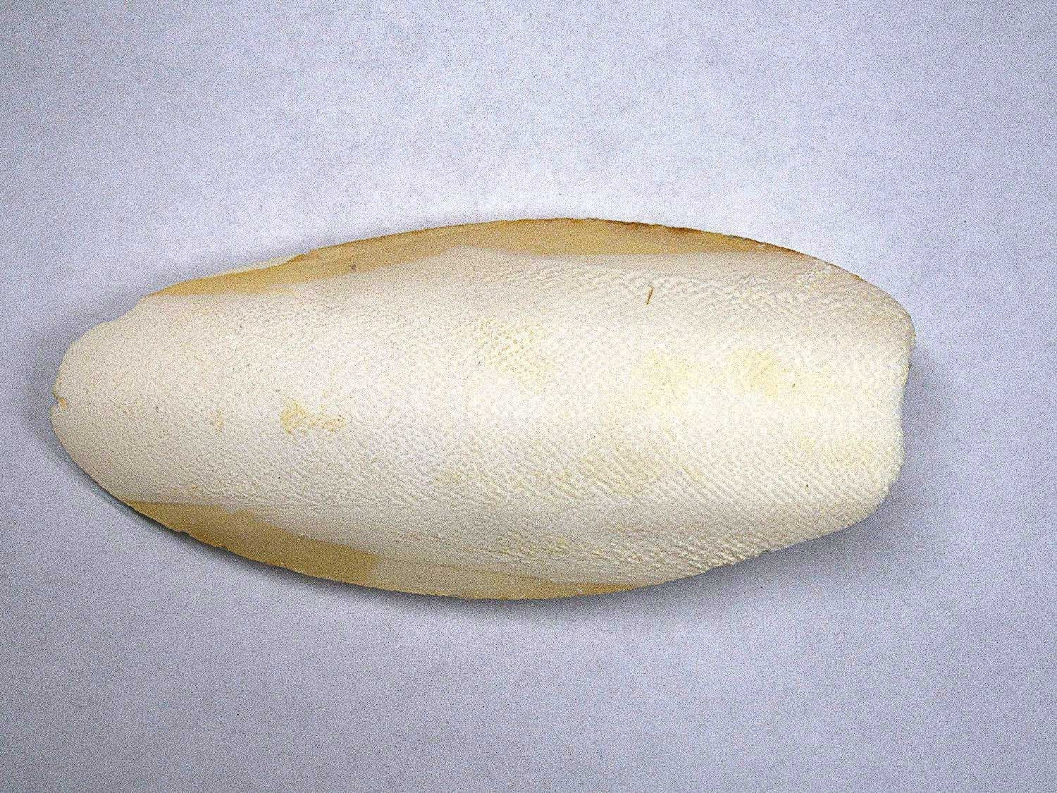Cuttlebone (Natural Mineral Supplement) - Nestor' Aquariums & Pets