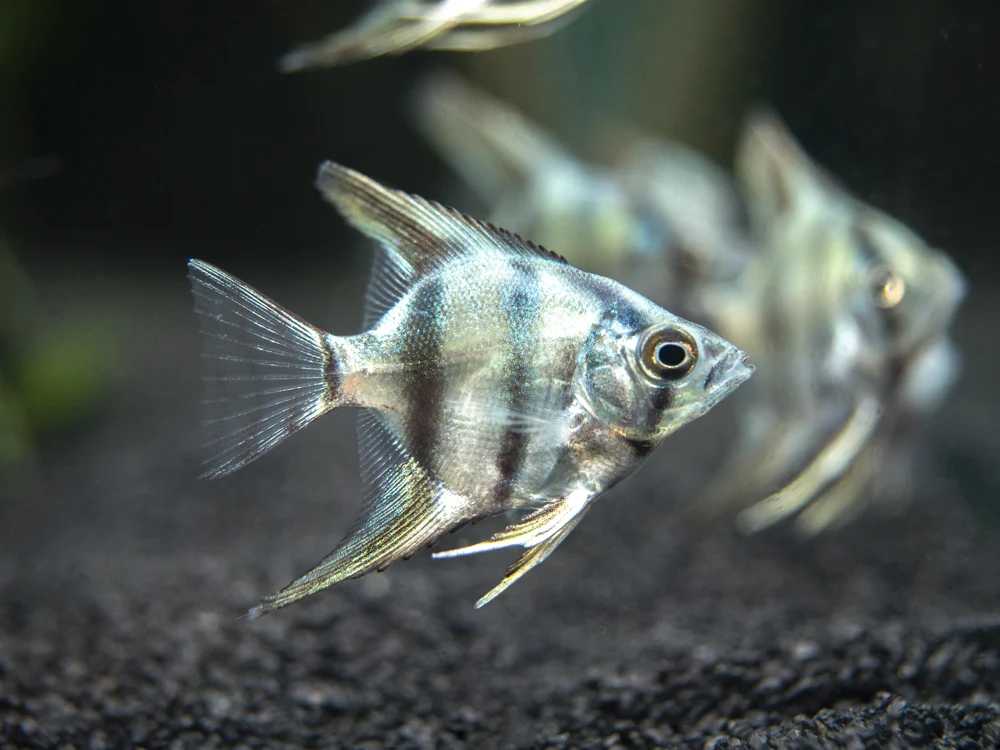 Blue Zebra Angelfish (Pterophyllum scalare), Tank Bred - Nestor' Aquariums & Pets