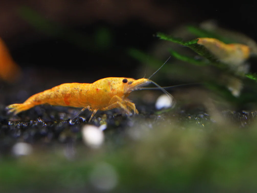 Calico Sunkist Shrimp (Neocaridina Davidi) Tank Bred - Nestor' Aquariums & Pets
