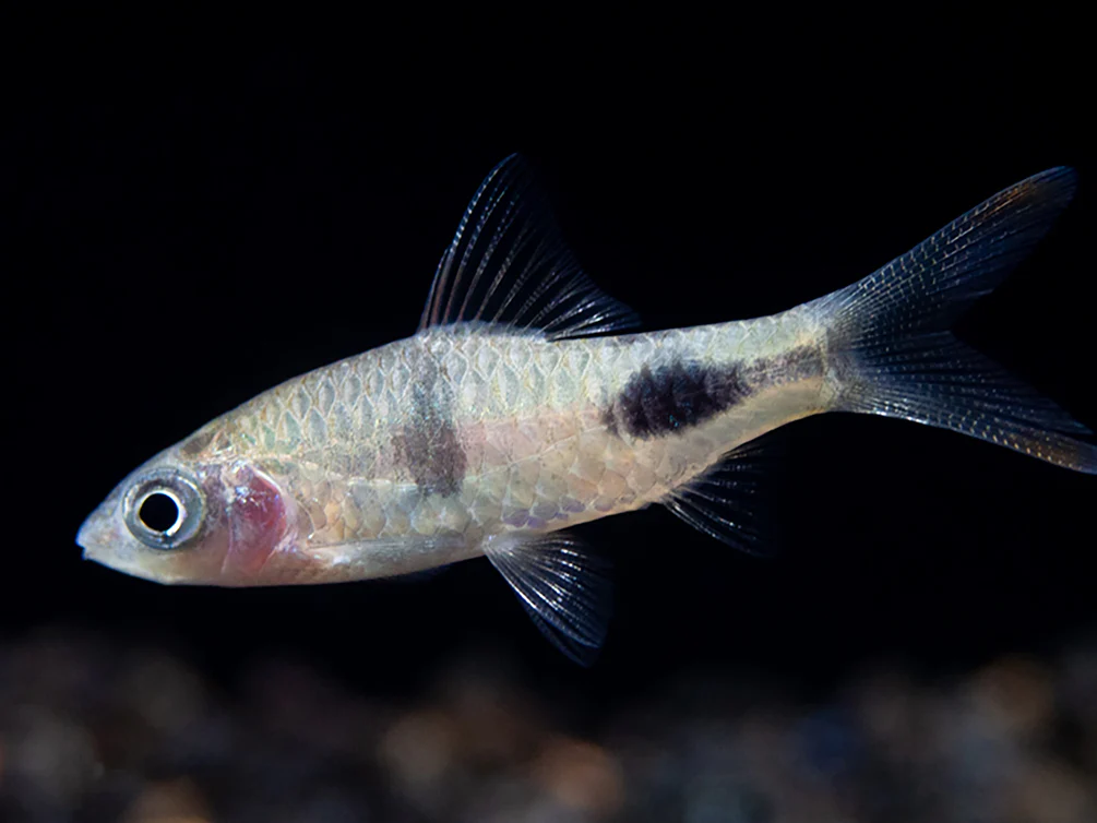 Rohani Barb (Dawkinsia Rohani), Tank-Bred - Nestor' Aquariums & Pets