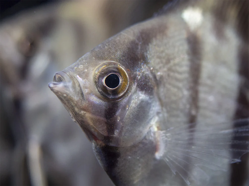 Rio Xingu Angelfish (Pterophyllum scalare), Tank-Bred - Nestor' Aquariums & Pets