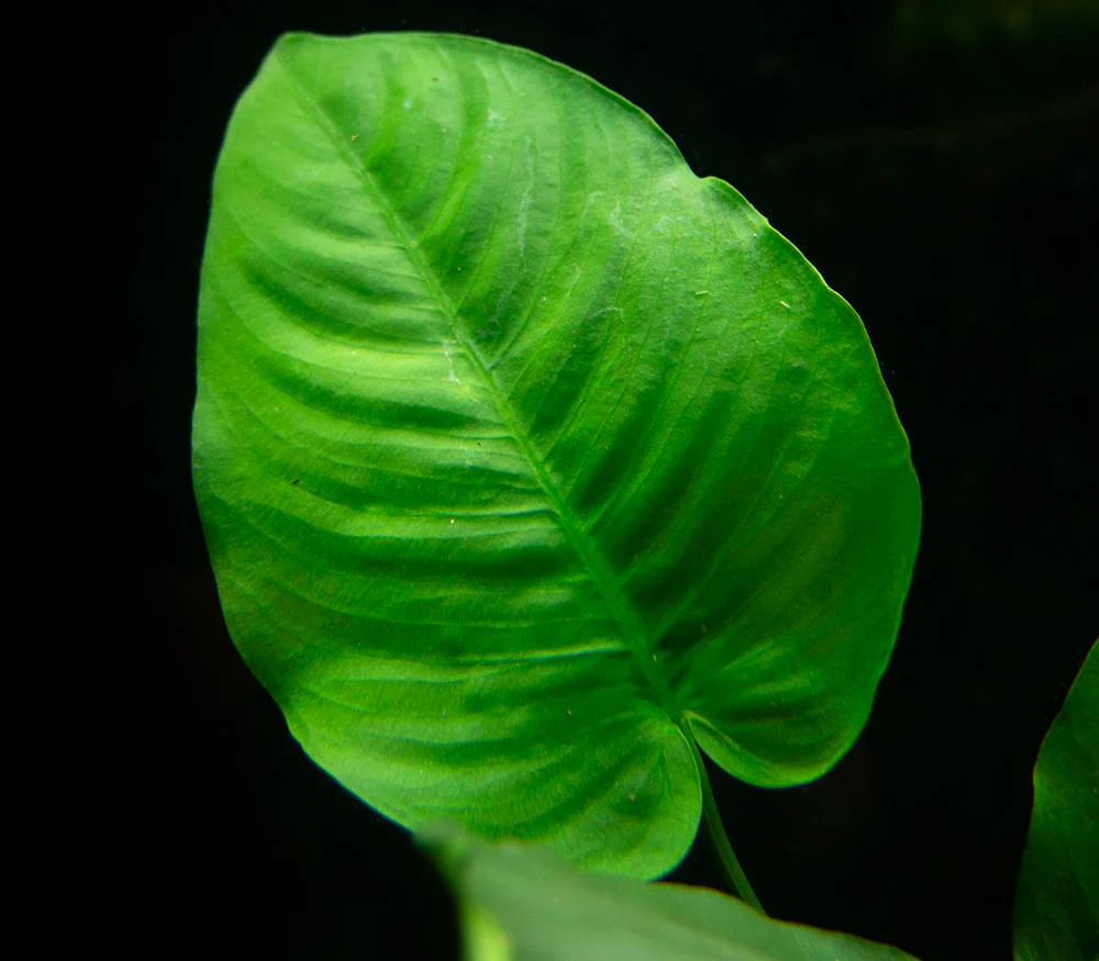 Anubias barteri Large 