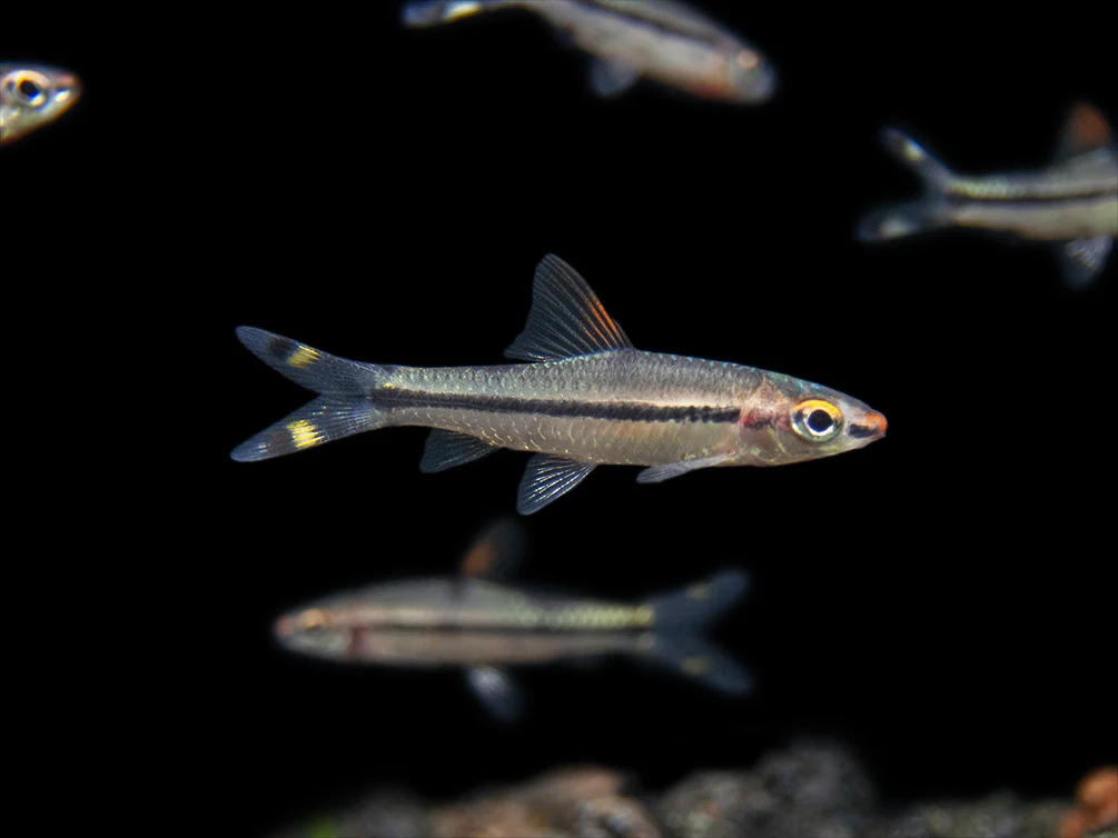 Denison’s Barb (Sahyadria denisonii), Tank-Bred - Nestor' Aquariums & Pets