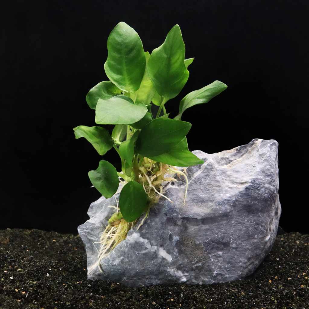 Anubias Nana - Nestor' Aquariums & Pets