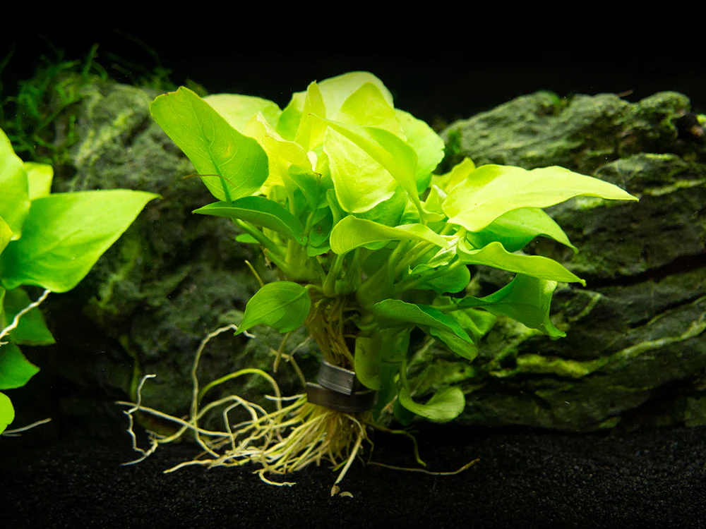 Golden Anubias Nana (Anubias barteri var. “Golden nana”), Bare Root - Nestor' Aquariums & Pets