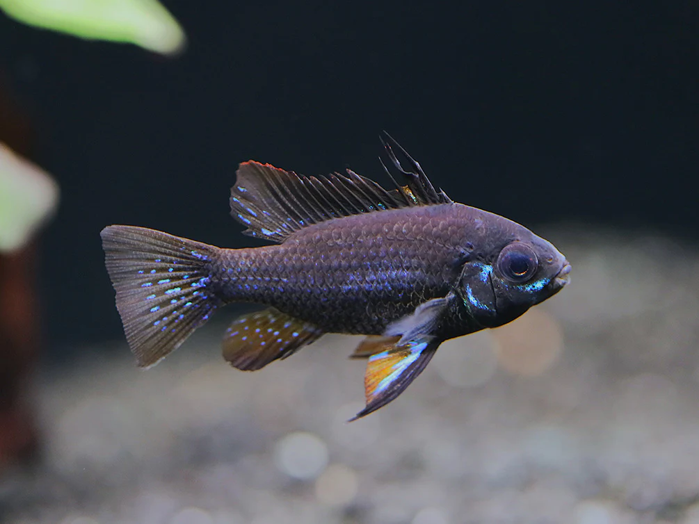 Jet Black Ram Cichlid (Mikrogeophagus ramirezi var. “Jet Black”) - Tank Bred - Nestor' Aquariums & Pets
