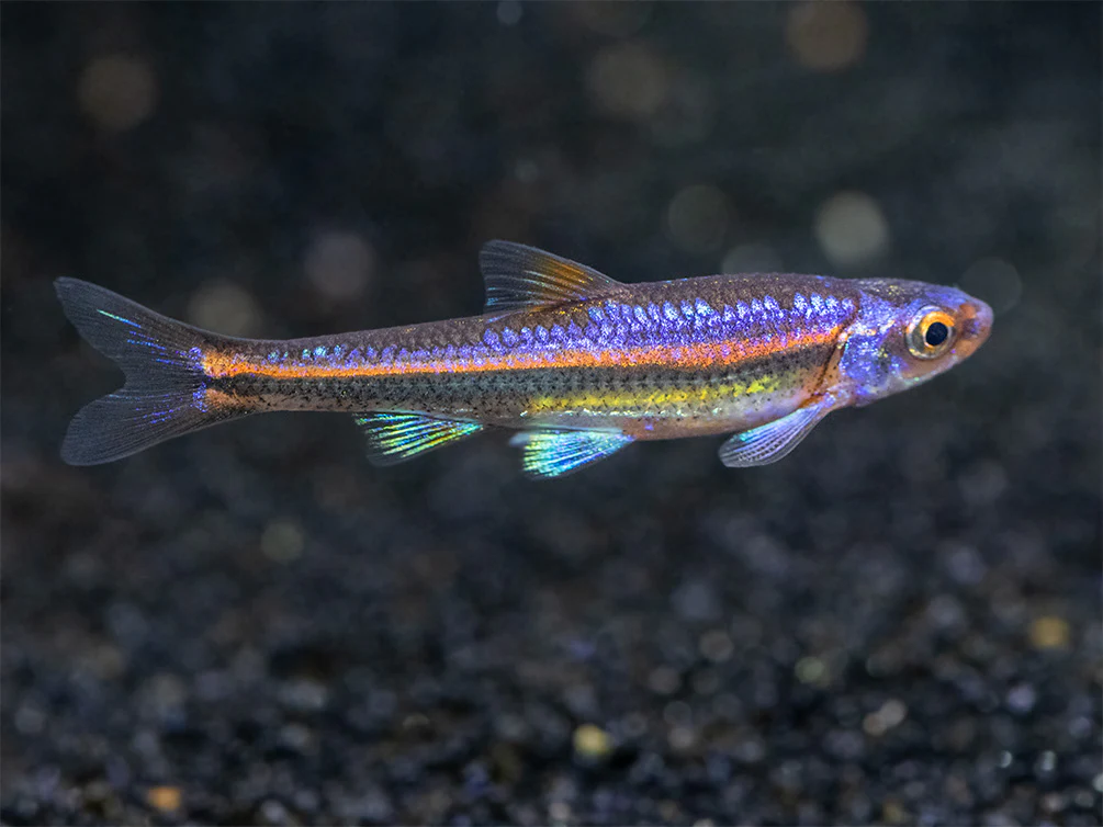 Rainbow Shiner (Notropsis chrosomus), Tank-Bred - Nestor' Aquariums & Pets