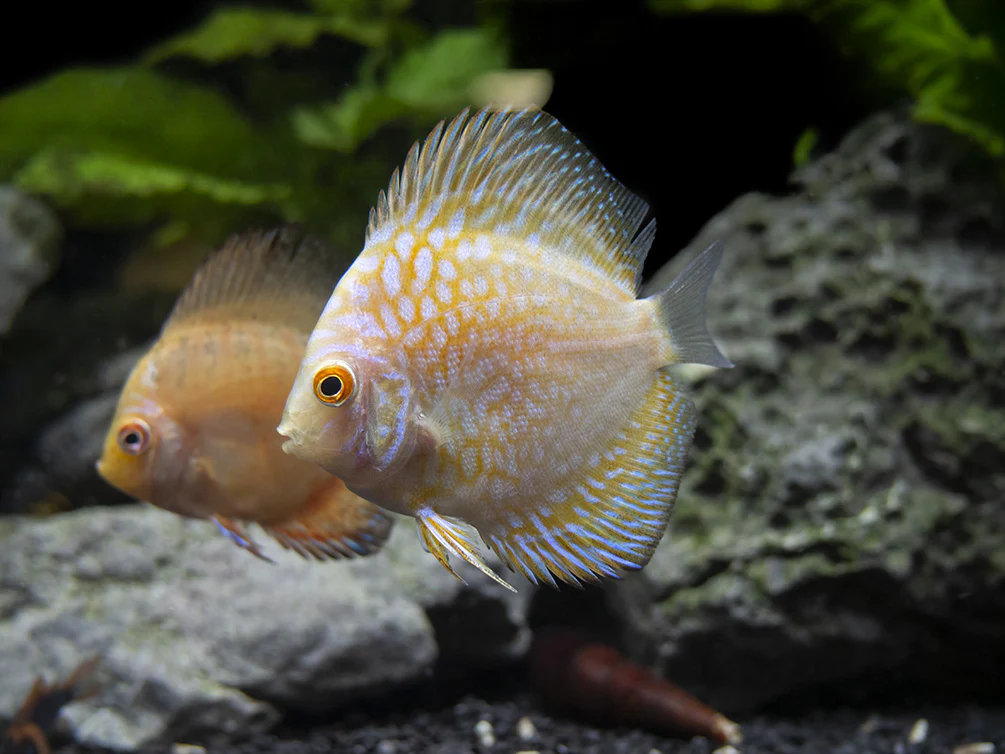 Dealer's Choice Discus (Symphysodon aequifasciatus), Tank-Bred - Nestor' Aquariums & Pets