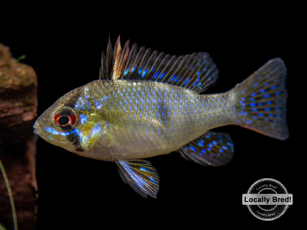 German Blue Ram Dwarf Cichlid (Mikrogeophagus ramirezi) - LOCALLY BRED!!! - Nestor' Aquariums & Pets