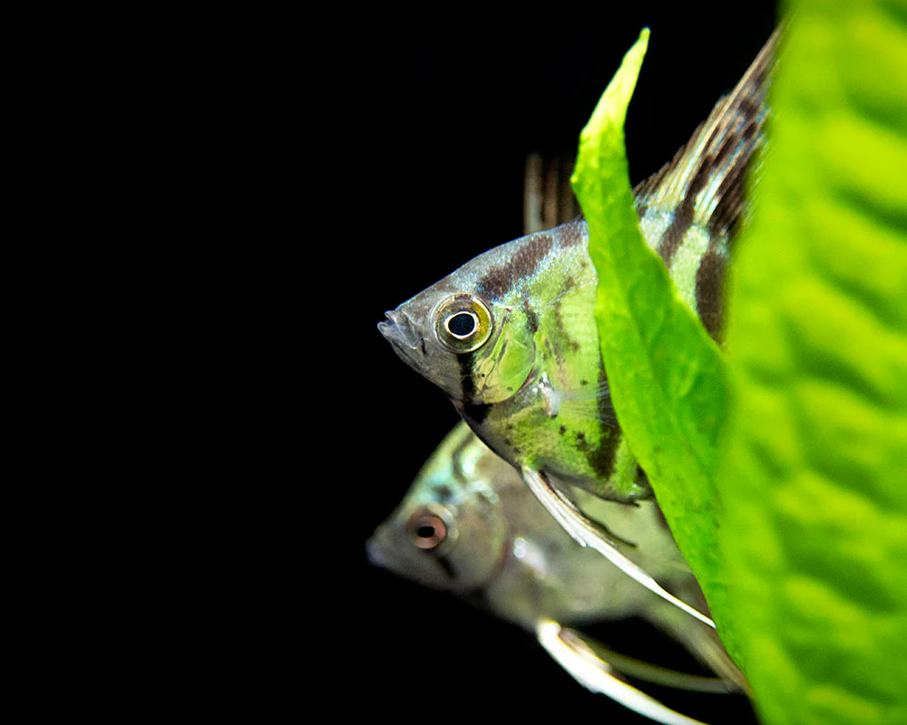 Clown Angelfish (Pterophyllum scalare 