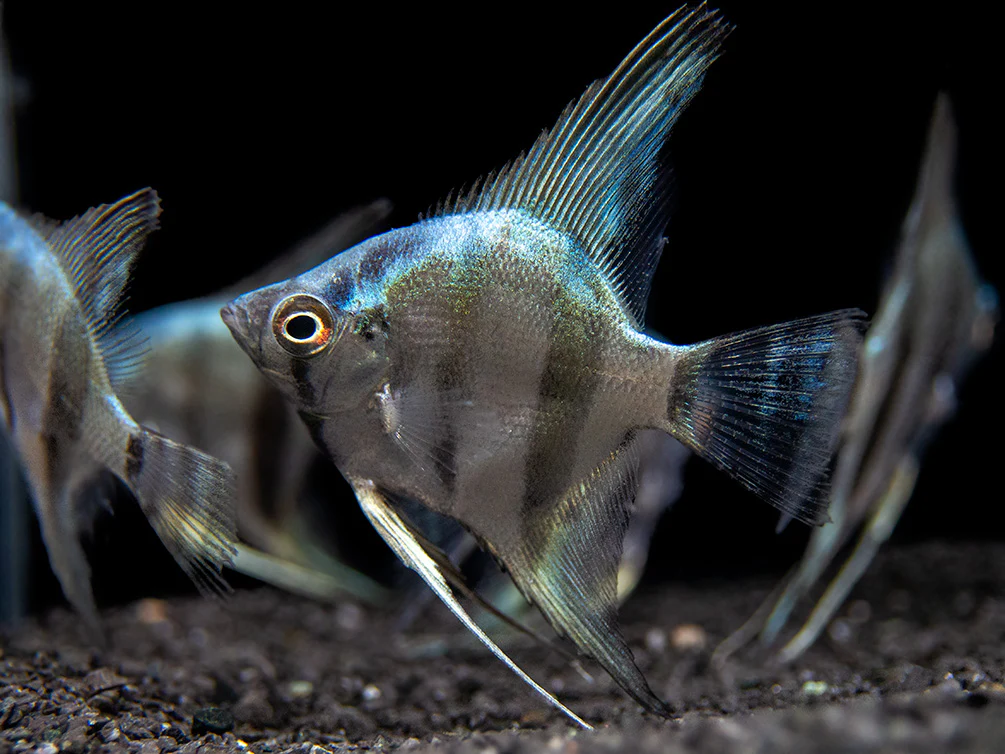 Blue Diamond Angelfish (Pterophyllum scalare) - Tank-Bred! - Nestor' Aquariums & Pets