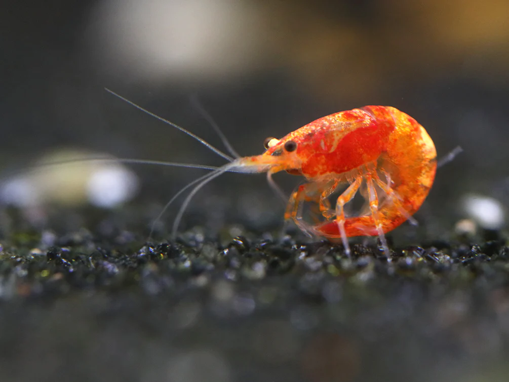Calico Sunkist Shrimp (Neocaridina Davidi) Tank Bred - Nestor' Aquariums & Pets