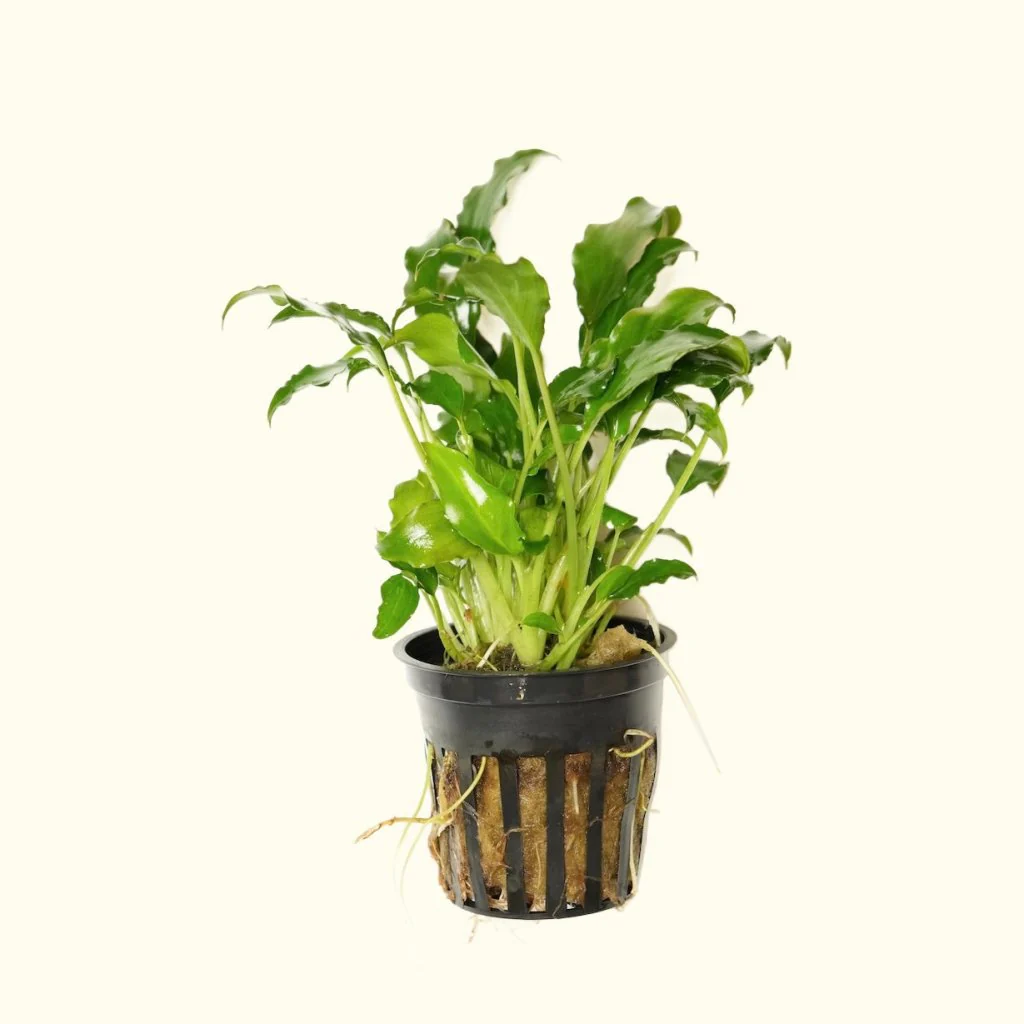 Schismatoglottis Prietoi - Nestor' Aquariums & Pets