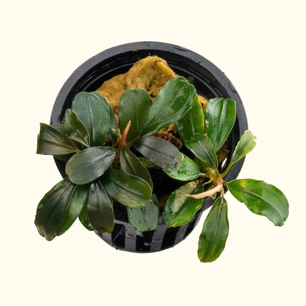 Bucephalandra Black Pearl - Nestor' Aquariums & Pets