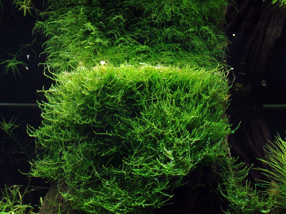 Taxiphyllum barbieri 'Bogor Moss' Tissue Culture - Nestor' Aquariums & Pets