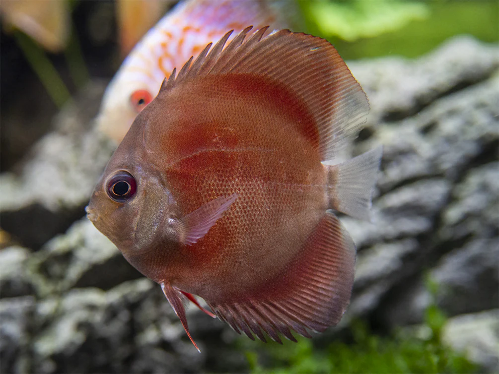 Dealer's Choice Discus (Symphysodon aequifasciatus), Tank-Bred - Nestor' Aquariums & Pets