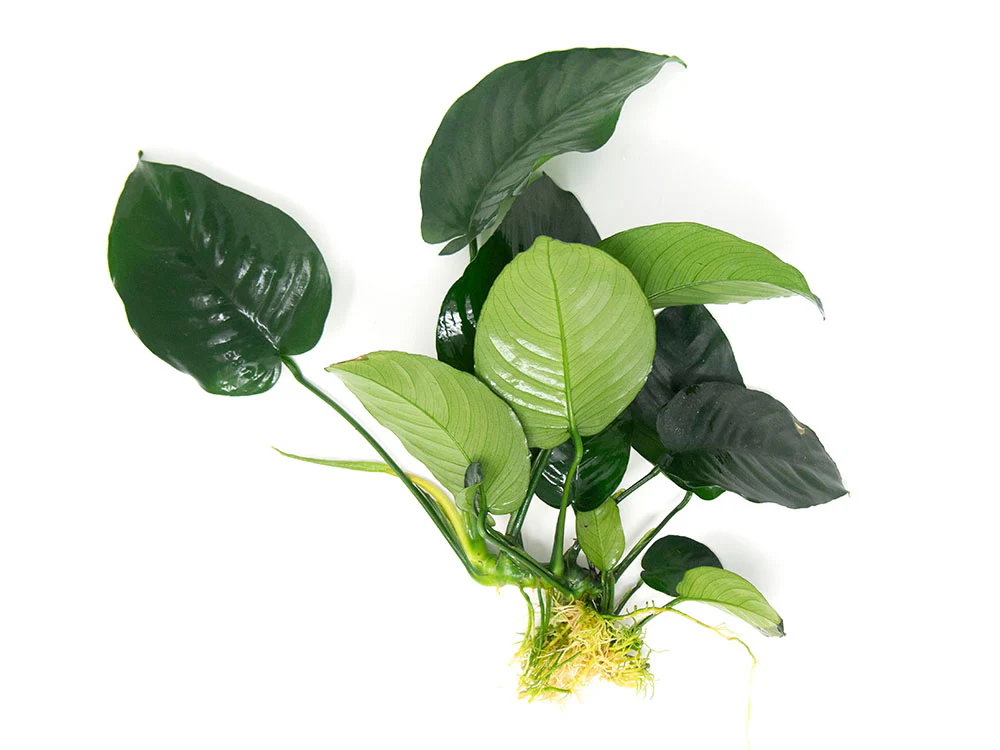 Anubias barteri Large 
