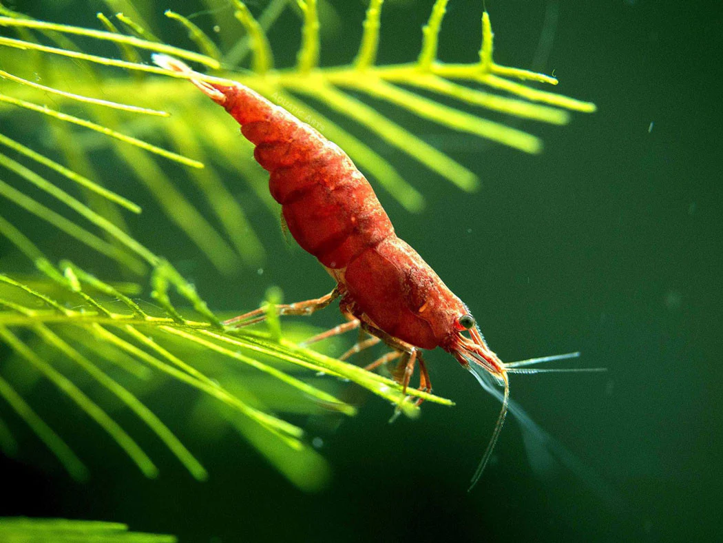 Painted Fire Red Cherry Shrimp Breeder Combo Box - Nestor' Aquariums & Pets