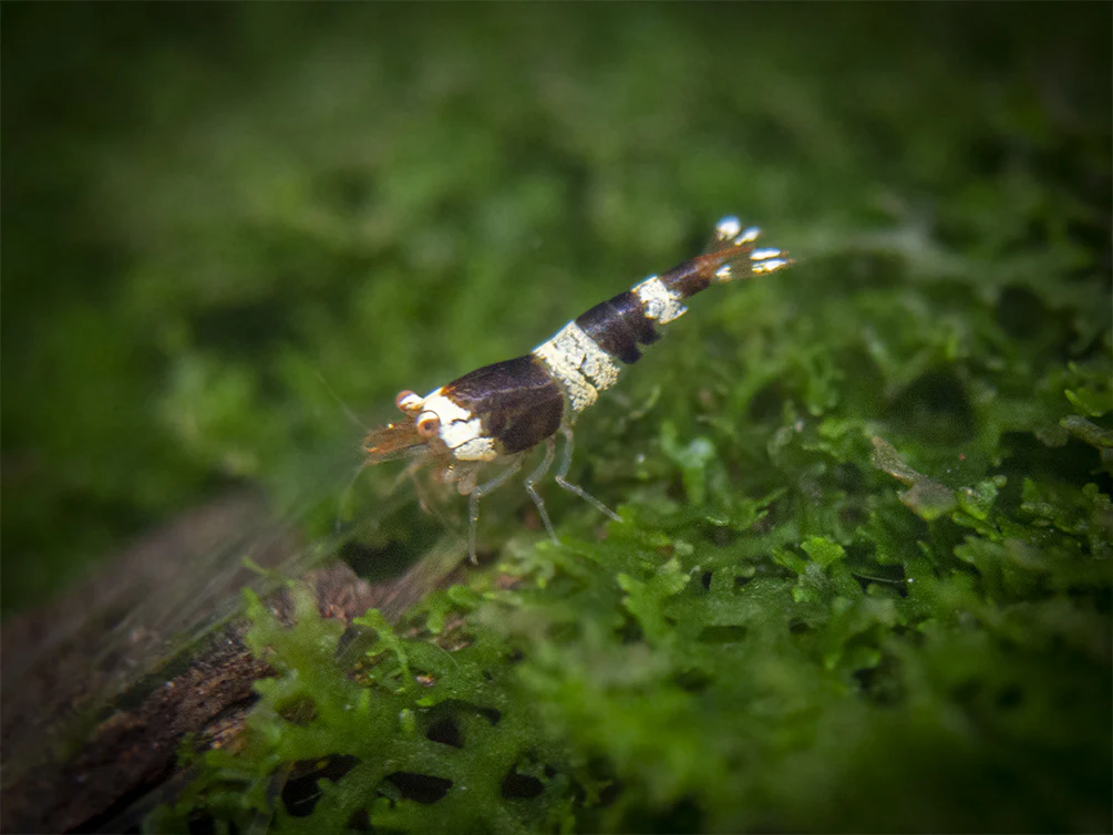 Crystal Shrimp Combo Pack, Tank-Bred - Nestor' Aquariums & Pets