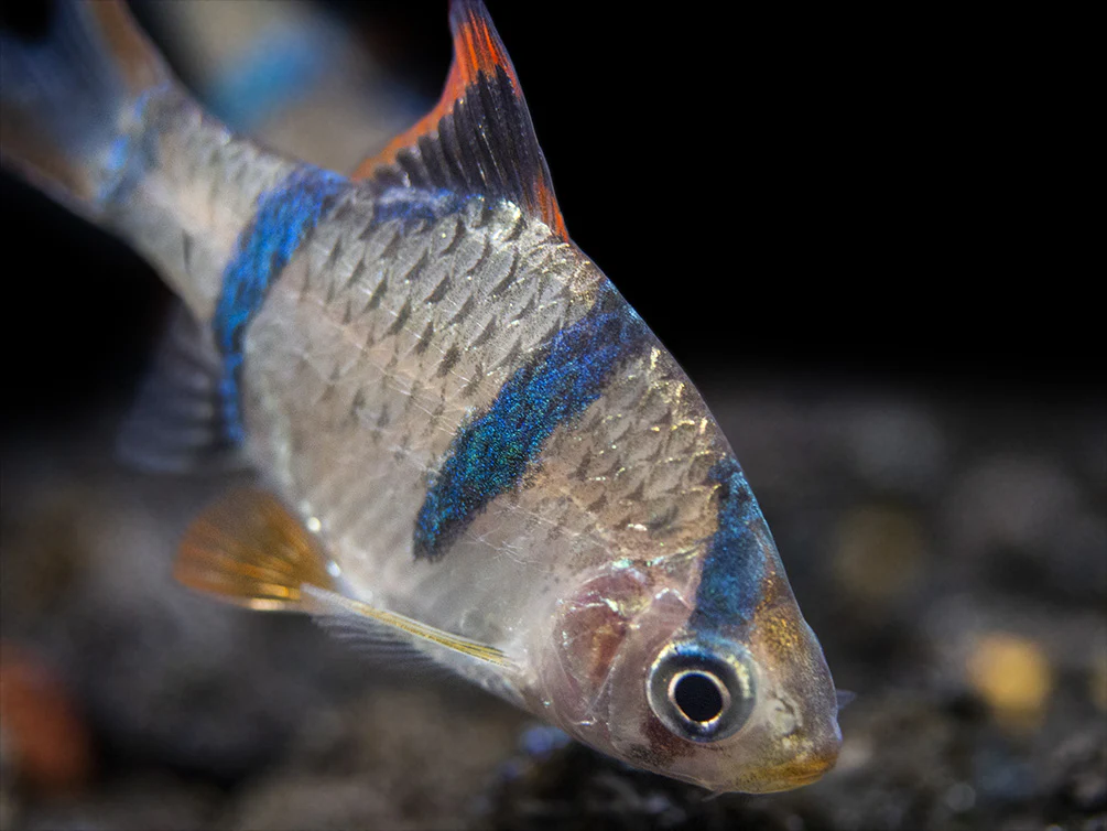 Tiger Barb (Puntigrus tetrazona), Tank-Bred - Nestor' Aquariums & Pets