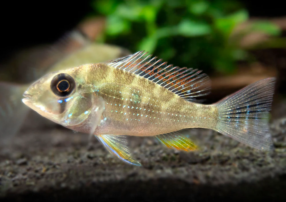 Threadfin Acara Cichlid (Acarichthys heckelii), Tank-Bred - Nestor' Aquariums & Pets