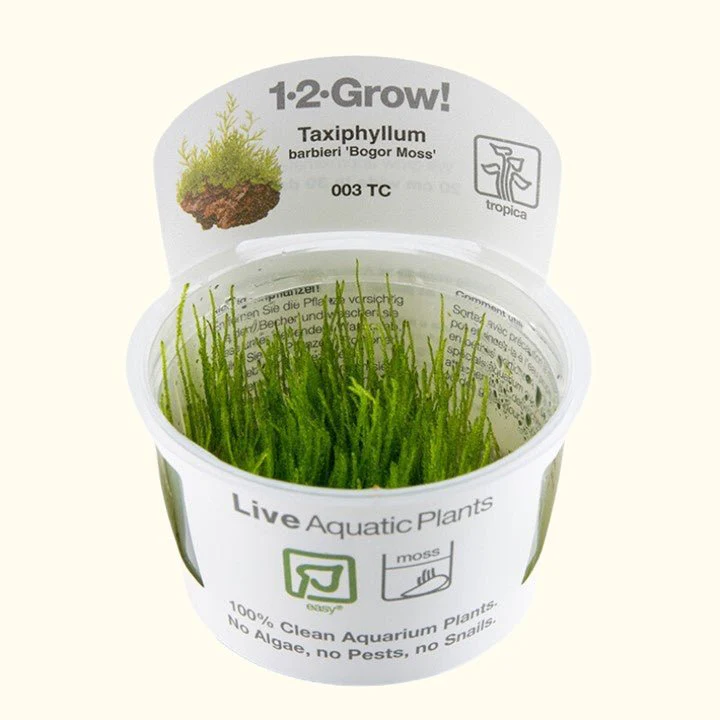 Taxiphyllum barbieri 'Bogor Moss' Tissue Culture - Nestor' Aquariums & Pets
