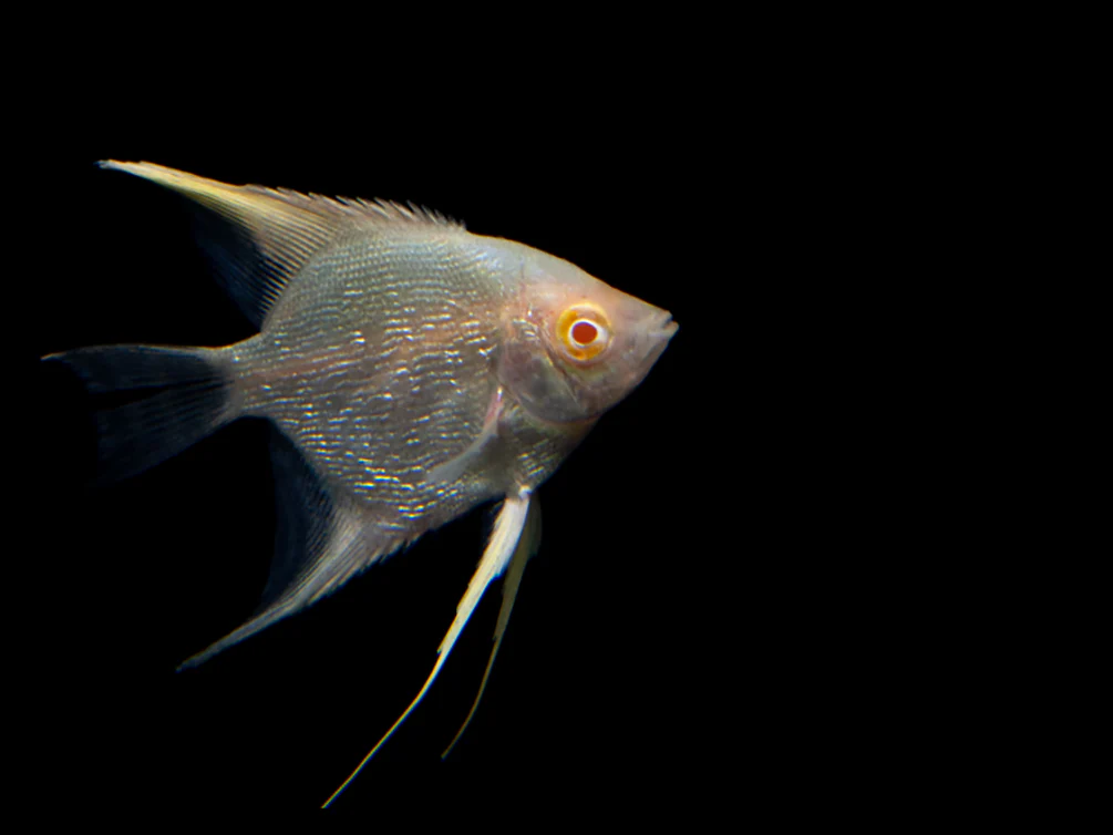 Albino Angelfish (Pterophyllum scalare), Tank Bred - Nestor' Aquariums & Pets