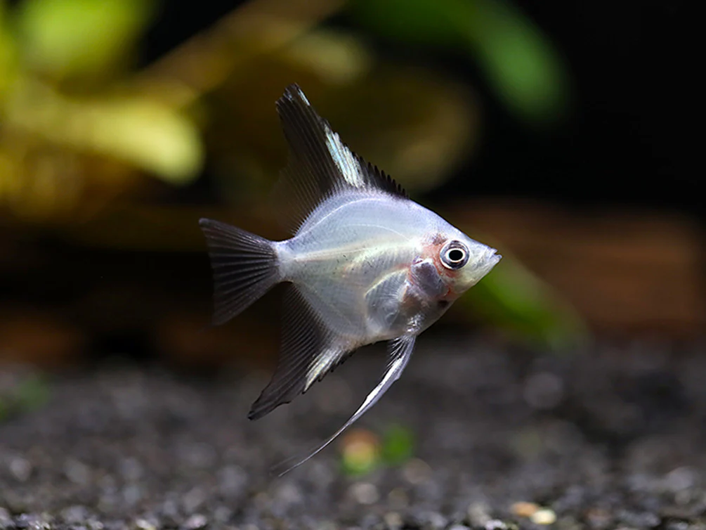 Blushing Blue Ghost Angelfish (Pterophyllum scalare) – Tank Bred - Nestor' Aquariums & Pets