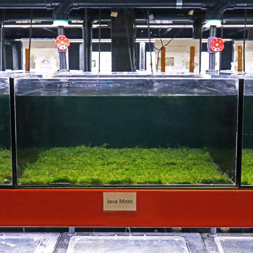 Java Moss Mat - Nestor' Aquariums & Pets