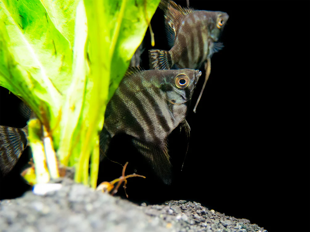 Black Zebra Angelfish (Pterophyllum scalare) - TANK-BRED! - Nestor' Aquariums & Pets