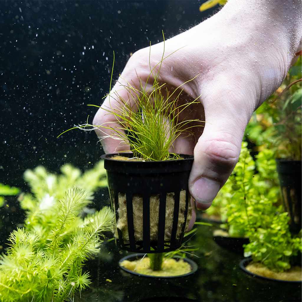 Dwarf Hairgrass - Nestor' Aquariums & Pets