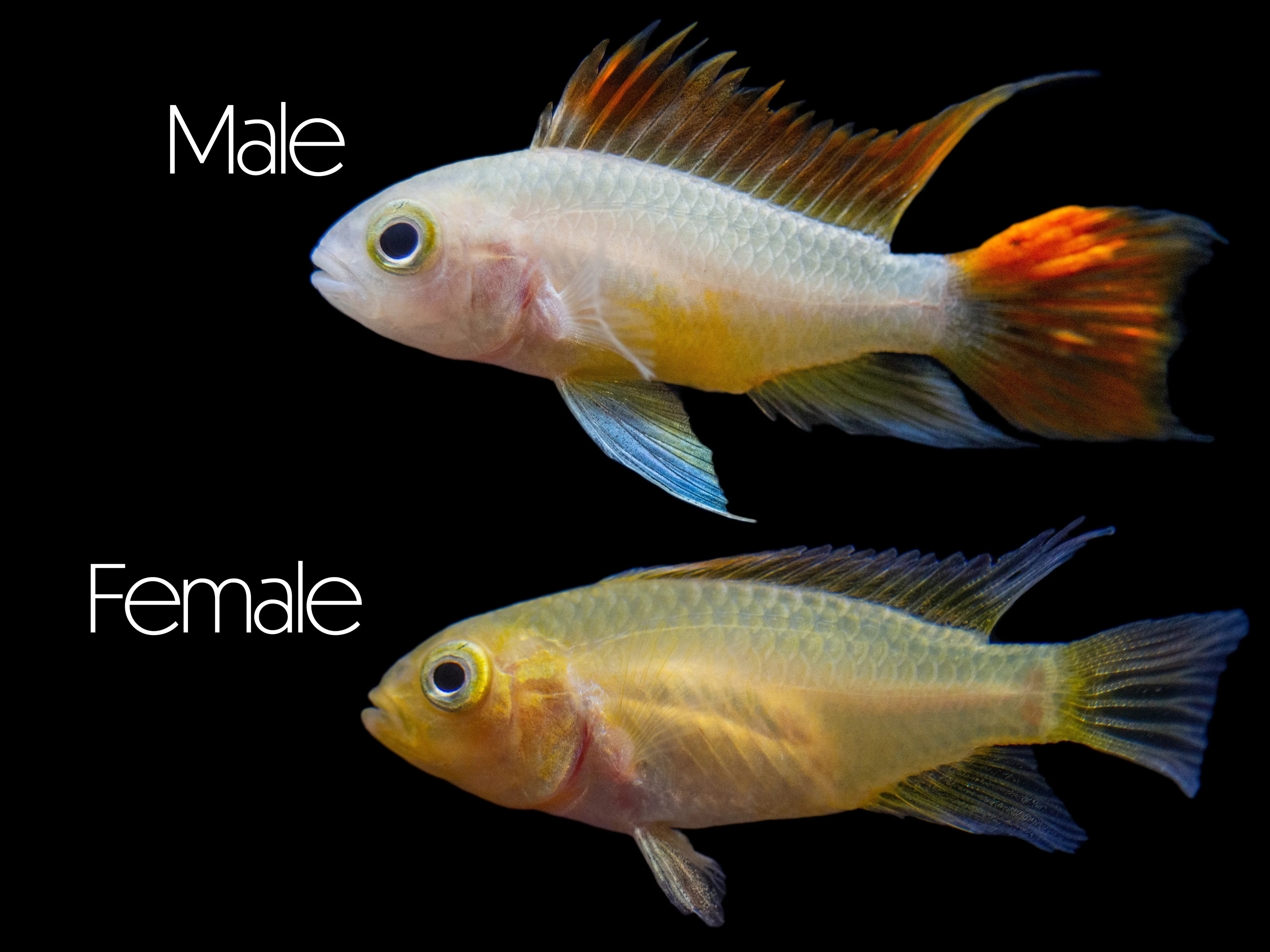 Platinum Orange Flash Cockatoo Dwarf Cichlid (Apistogramma cacatuoides) - TANK-BRED! - Nestor' Aquariums & Pets