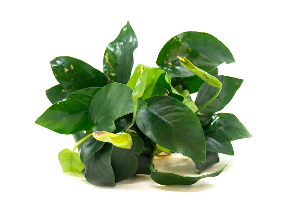 Anubias nana (Anubias barteri var. “nana”) - Bare Root, EXTRA LARGE - Nestor' Aquariums & Pets