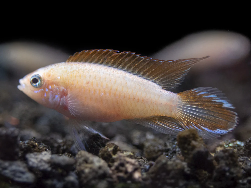 Gold Fire Red Agassizi's Dwarf Cichlid (Apistogramma cf. agassizii), Tank-Bred - Nestor' Aquariums & Pets