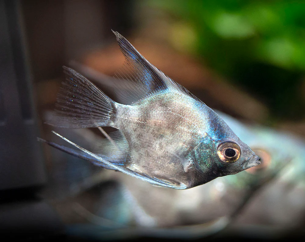 Avatar Turkey Green Angelfish (Pterophyllum scalare 