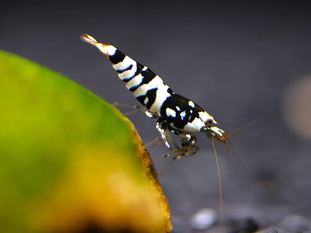 Fancy Black Tiger Shrimp (Caridina sp. “Black Tiger”) – SS Grade - Nestor' Aquariums & Pets