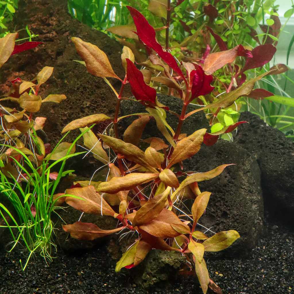 Scarlet Temple - Nestor' Aquariums & Pets