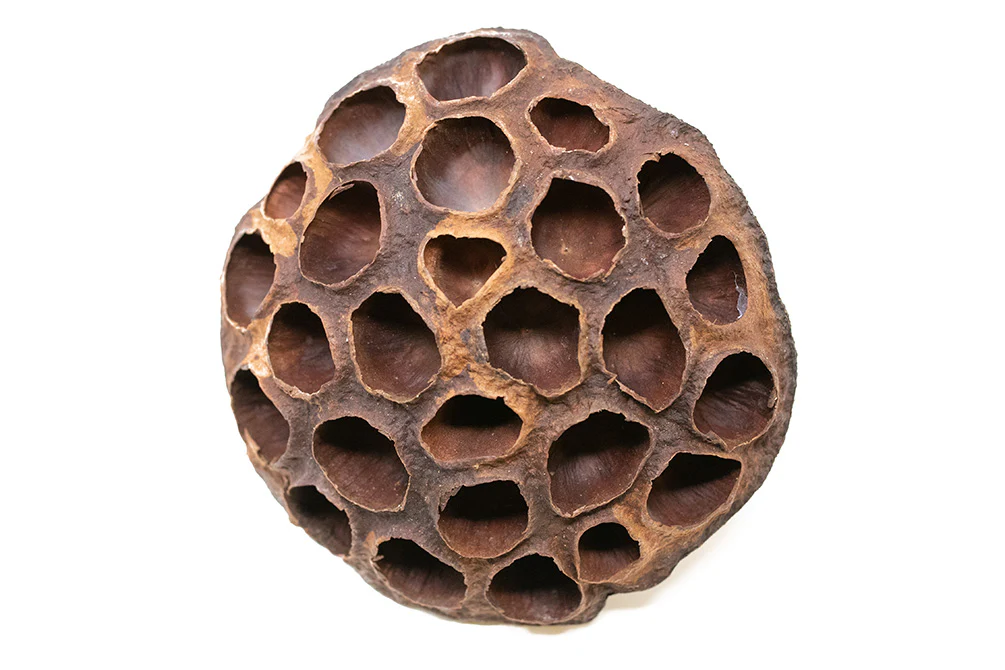 Aquatic Arts Lotus Pods - Nestor' Aquariums & Pets