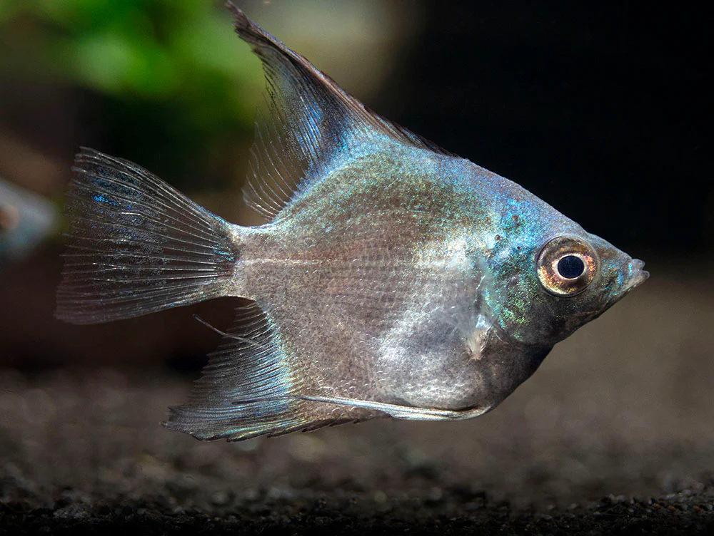 Avatar Turkey Green Angelfish (Pterophyllum scalare 