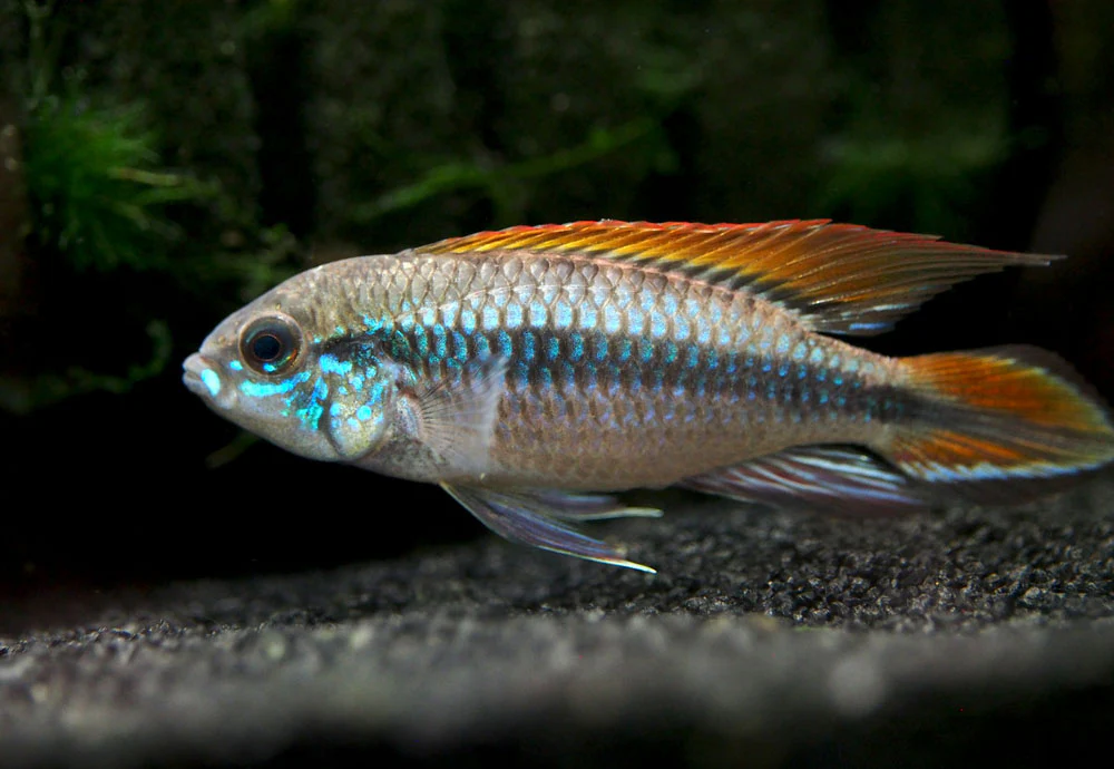 Double Red Agassizi's Dwarf Cichlid (Apistogramma cf. agassizii) - TANK-BRED!!! - Nestor' Aquariums & Pets