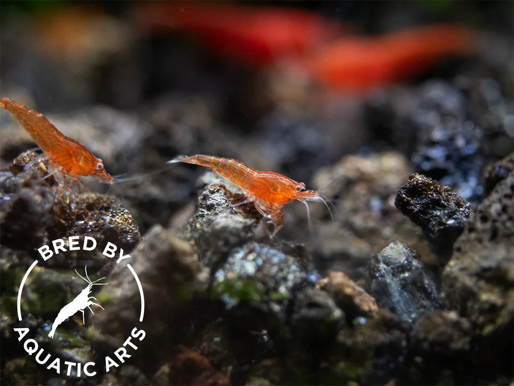 Bloody Mary Shrimp (Neocaridina davidi), BREDBY: Aquatic Arts - Nestor' Aquariums & Pets