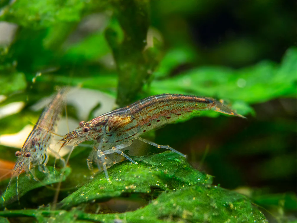 Amano AKA Yamato Shrimp (Caridina multidentata), CAPTIVE-BRED! - Nestor' Aquariums & Pets