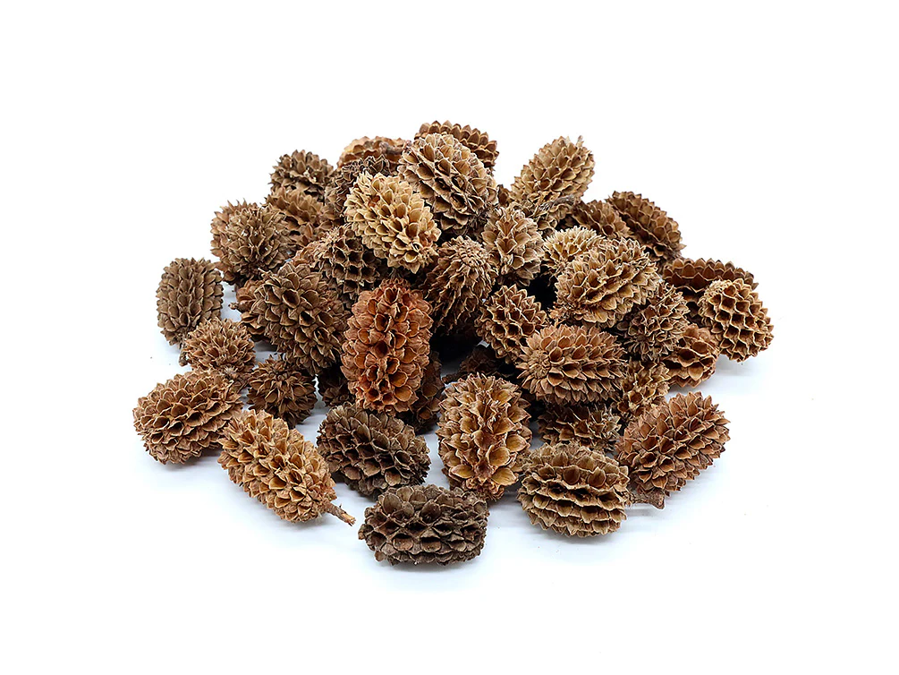 Casuarina Pine Pods (Casuarina equisetifolia) - Nestor' Aquariums & Pets