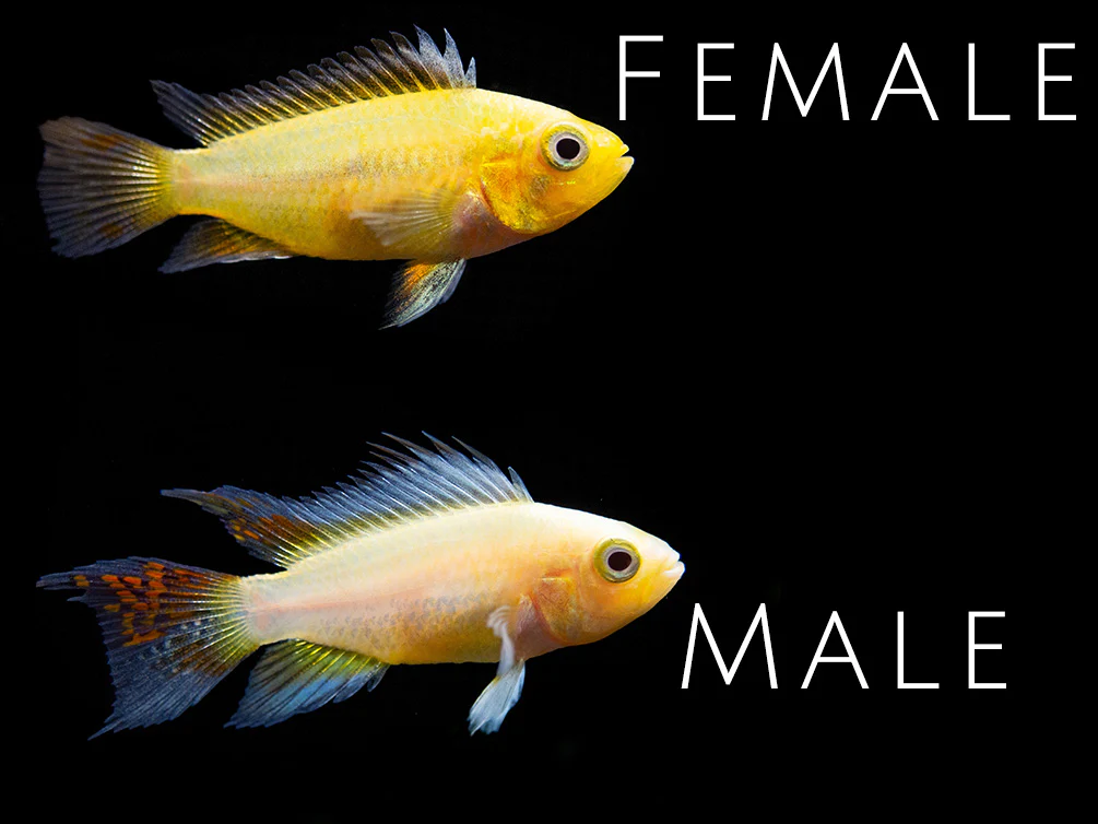 Platinum Double Red Cockatoo Dwarf Cichlid (Apistogramma cacatuoides) - TANK-BRED!!! - Nestor' Aquariums & Pets