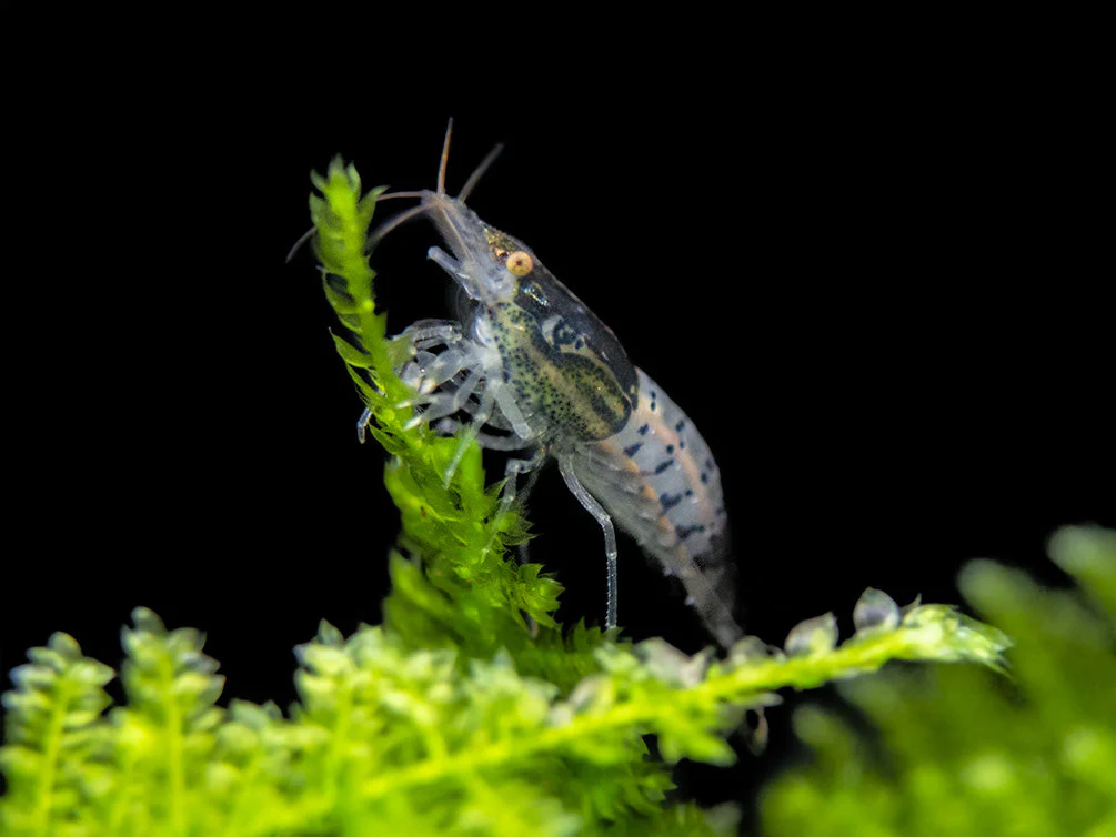 Carbon Rili Shrimp (Neocaridina davidi), Tank-Bred - Nestor' Aquariums & Pets
